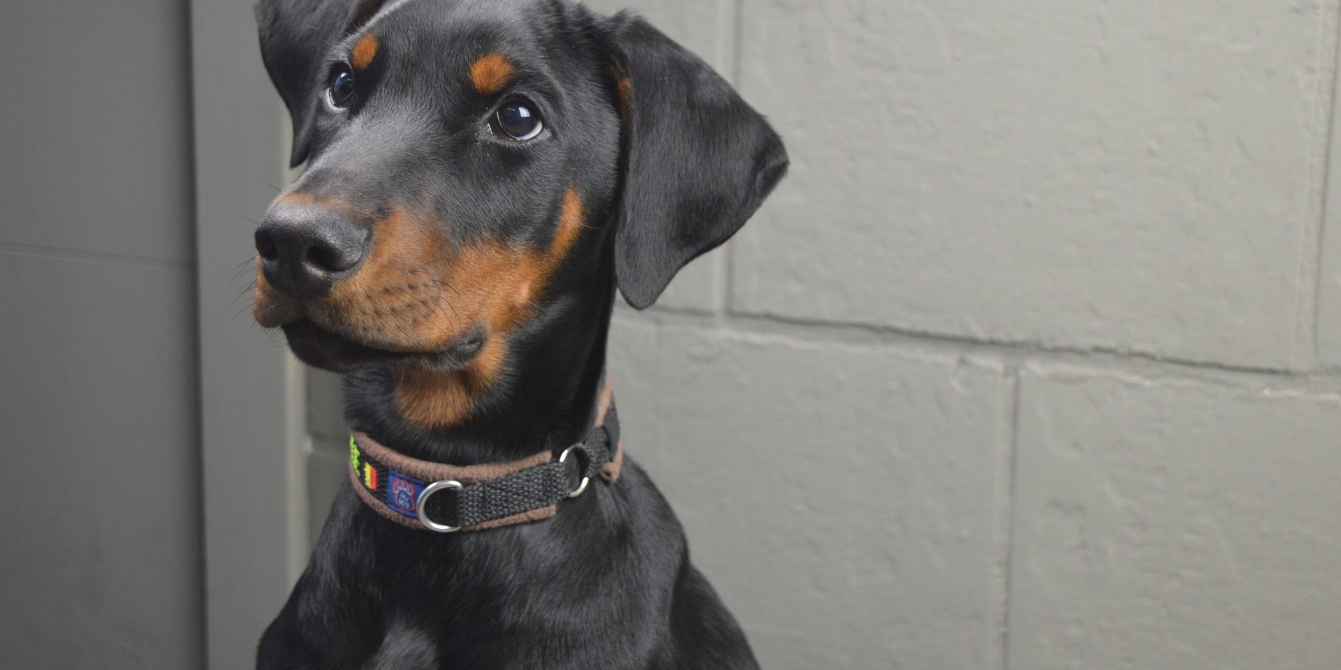 waarom uw hond steriliseren