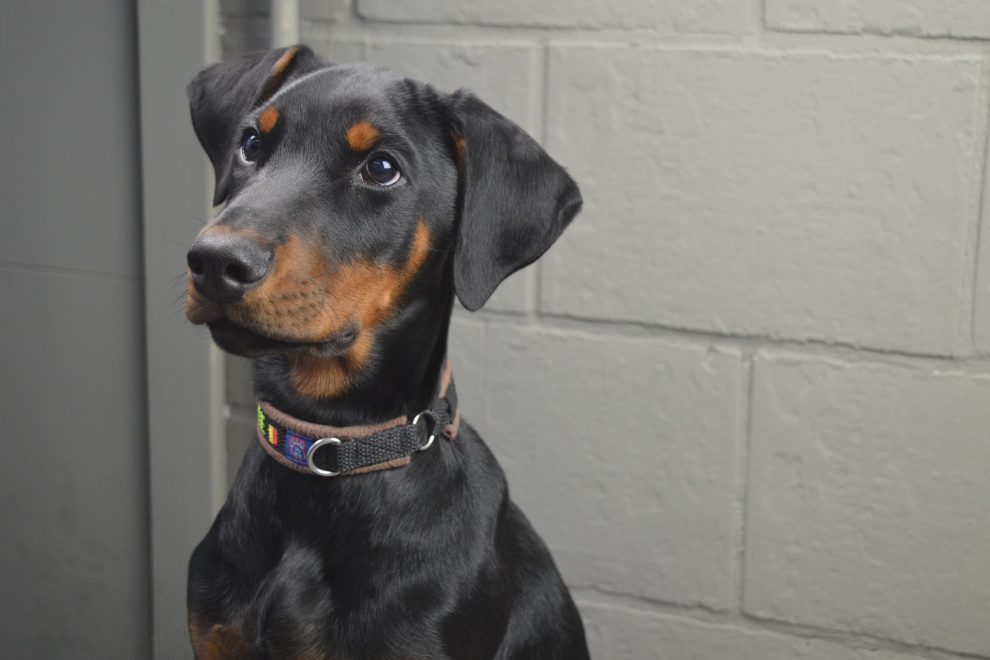 waarom uw hond steriliseren