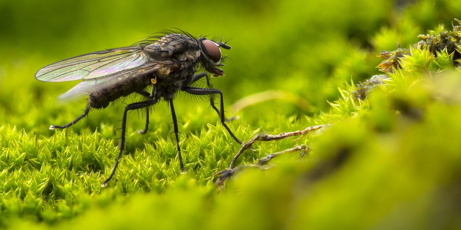 aaltjes tegen rouwvliegjes