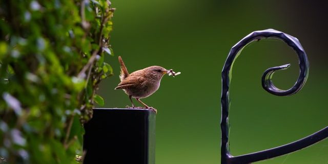vogelvoer kopen