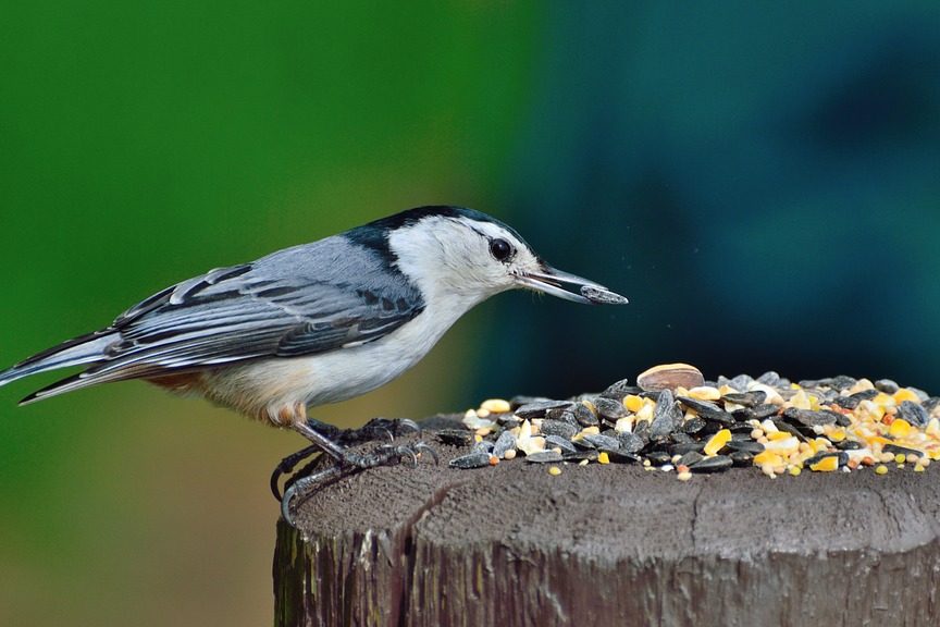 vogelvoer vogelvoer