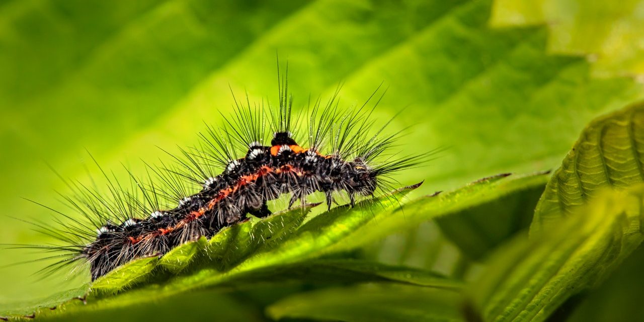 eikenprocessierups vlinder