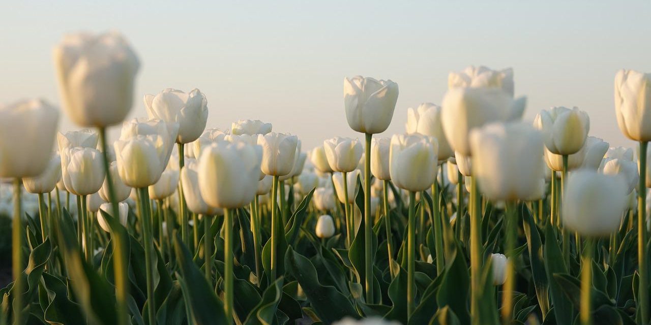 container huren dronten